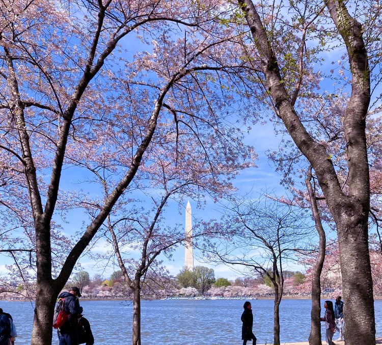 Cherry Blossoms at Washington Monument