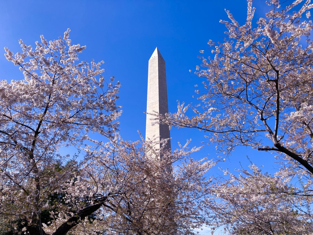 "Cherry Blossoms at the Washington Monument"