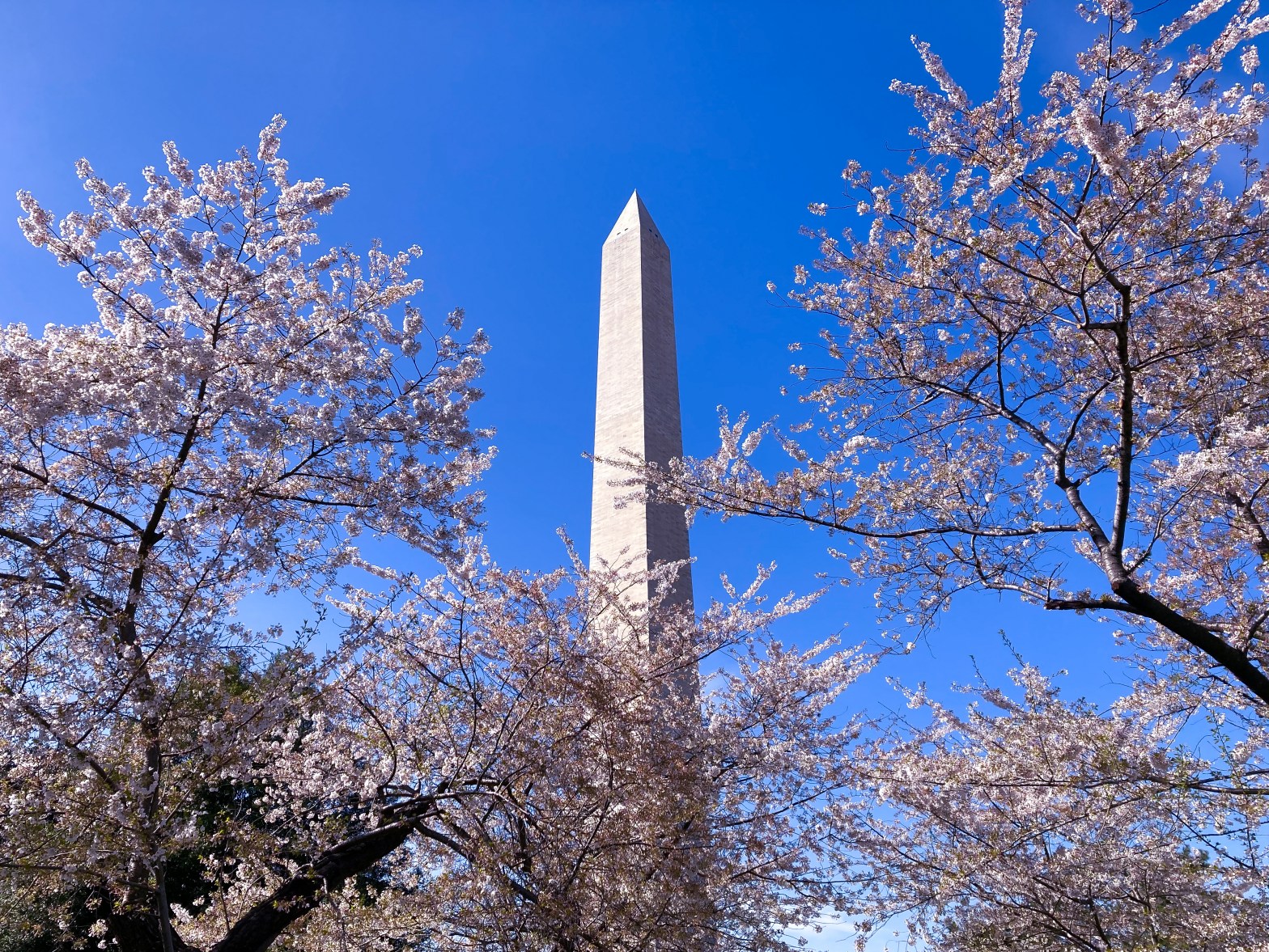 "Cherry Blossoms at the Washington Monument"